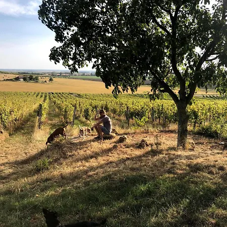 Nyúlászó Stúdiólakás Mád